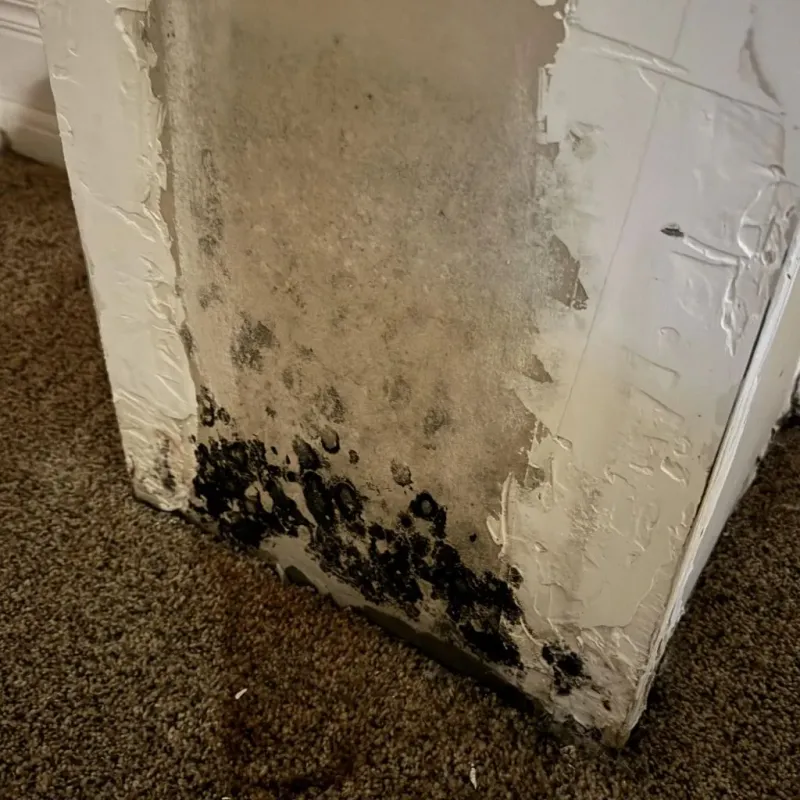 Professional Mold Removal in Harrison County, IA